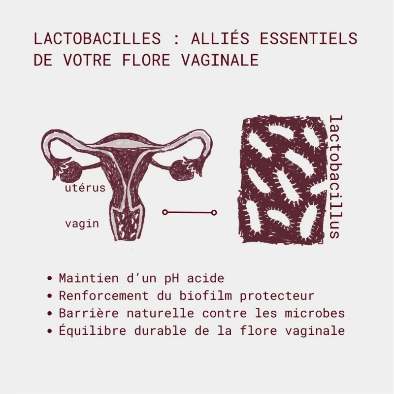 actions des lactobacilles flore intime de gapianne