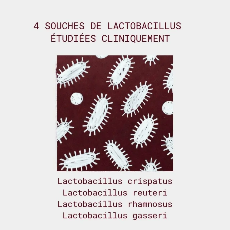 souches des lactobacilles flore intime de gapianne
